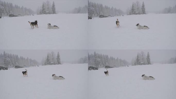 狗在狗公园玩雪狗公园玩雪