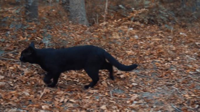 黑猫穿过树林，寻找一些东西。一只野猫。那只猫离家出走，迷路了。