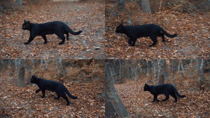 黑猫穿过树林，寻找一些东西。一只野猫。那只猫离家出走，迷路了。