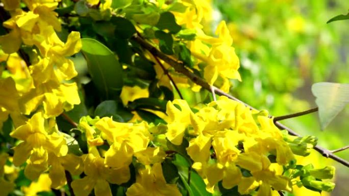 美丽的黄花叫猫爪喇叭，猫爪藤