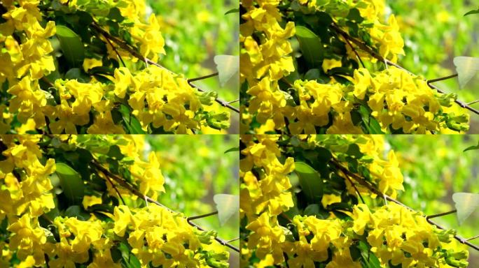 美丽的黄花叫猫爪喇叭，猫爪藤