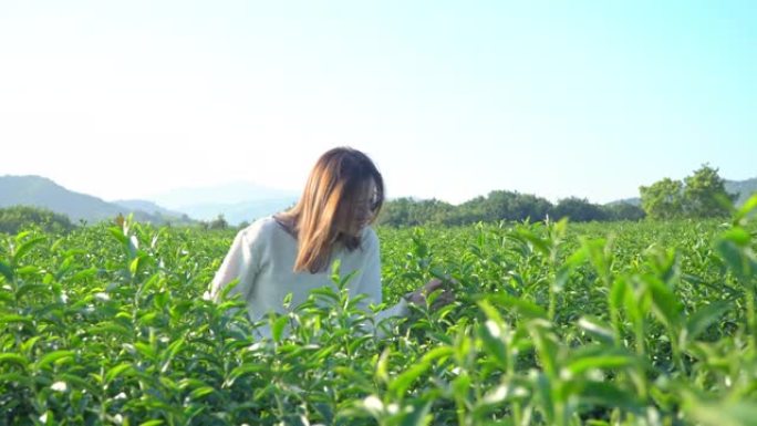 4k年轻美丽快乐的亚洲女人在夏日漫步在茶园农场。放松的女人在花园里散步和触摸绿茶树植物的叶子。有自然