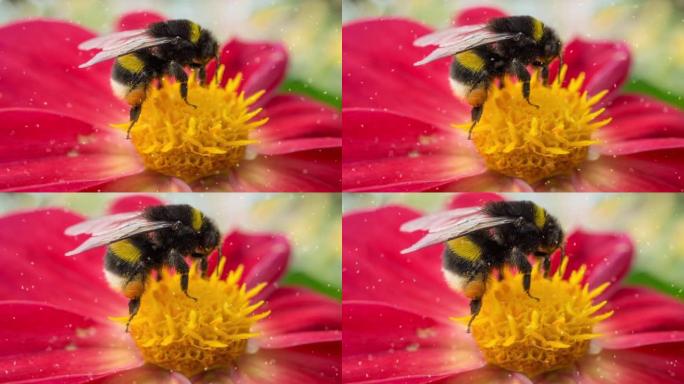 蜜蜂从红花中收集花粉的宏观镜头