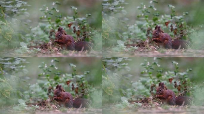 森林中的红松鼠特写展示小动物自然
