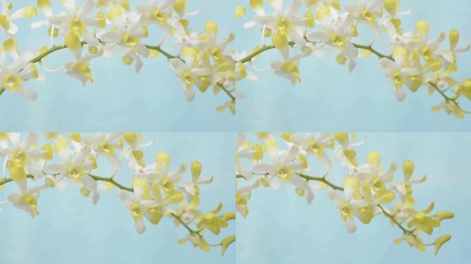 平移美丽的黄色兰花花朵的特写镜头。