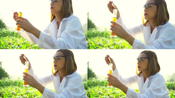 亚洲女农场主在玉米地用科学分析检查玉米叶和茎的完整性