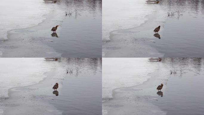 鸭子将在冬天在冰上游泳