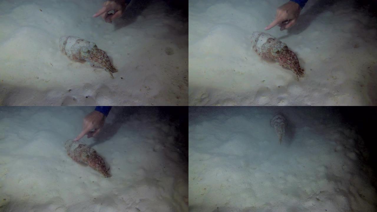 一名男子在夜间在沙质海底抚摸法老墨鱼 (特写)-印度洋，马尔代夫