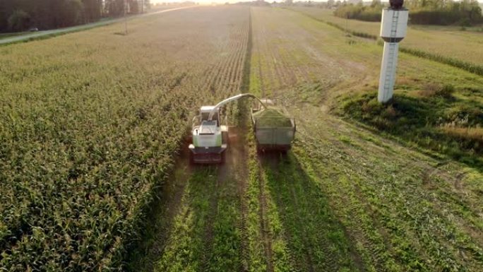 牧草收割机将玉米切成青贮饲料，并在晴天重新装满拖拉机拖车