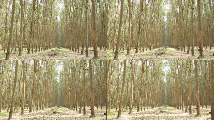 泰国的橡胶林景观