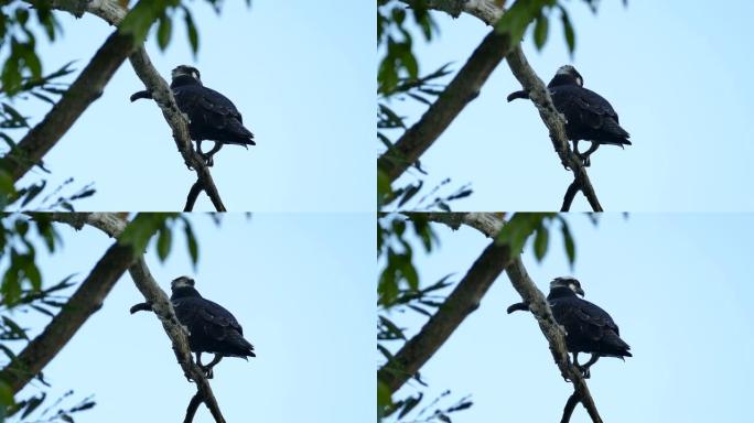 黄昏时栖息在树枝上的野外鱼鹰的后视图