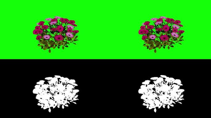 高清，20秒3d非洲菊花花动画阿尔法镜头包括易于使用
