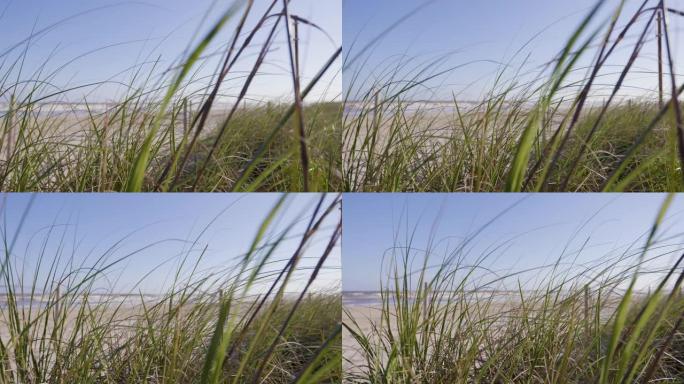 慢动作。风吹着长长的海草，背景是海洋。