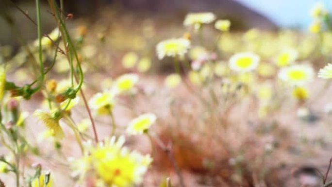 彩绘女士蝴蝶授粉美国加州沙漠的黄色入侵鹰嘴花电影相机运动接近。