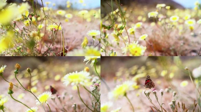 彩绘女士蝴蝶授粉美国加州沙漠的黄色入侵鹰嘴花电影相机运动接近。