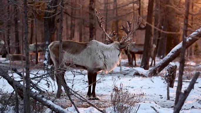 在蒙古北部的乌兰泰加生物保护区，驯鹿被人们放牧，在日出暖色，眼睛的水平角度。