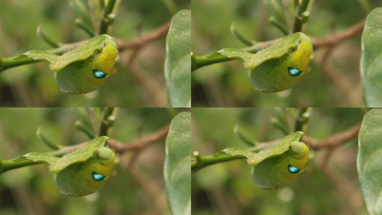 特写巨毛虫/绿虫正在吃树叶。