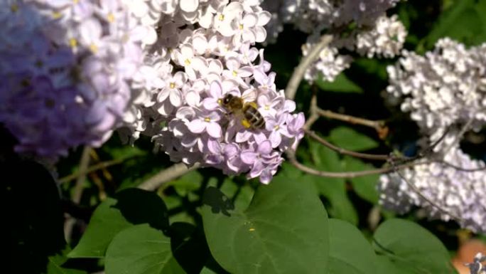 特写，在阳光明媚的春天，一只蜜蜂飞翔并从丁香灌木的白色粉红色花朵上收集花粉。4K