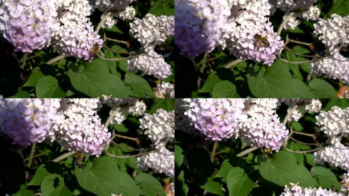 特写，在阳光明媚的春天，一只蜜蜂飞翔并从丁香灌木的白色粉红色花朵上收集花粉。4K