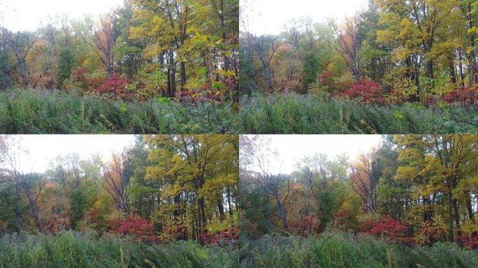 加拿大森林中的阔叶树显示出美丽的秋天色彩