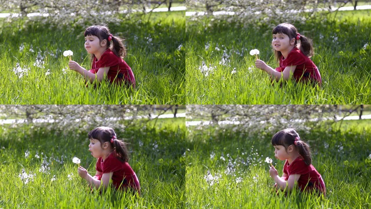 4岁的小女孩穿着红色连衣裙，在春天的晴天坐在草地上，吹走蒲公英的绒毛，背景上有樱桃树。无过敏概念