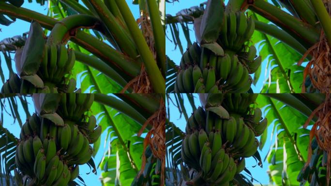 关闭在香蕉树上生长的生香蕉果实