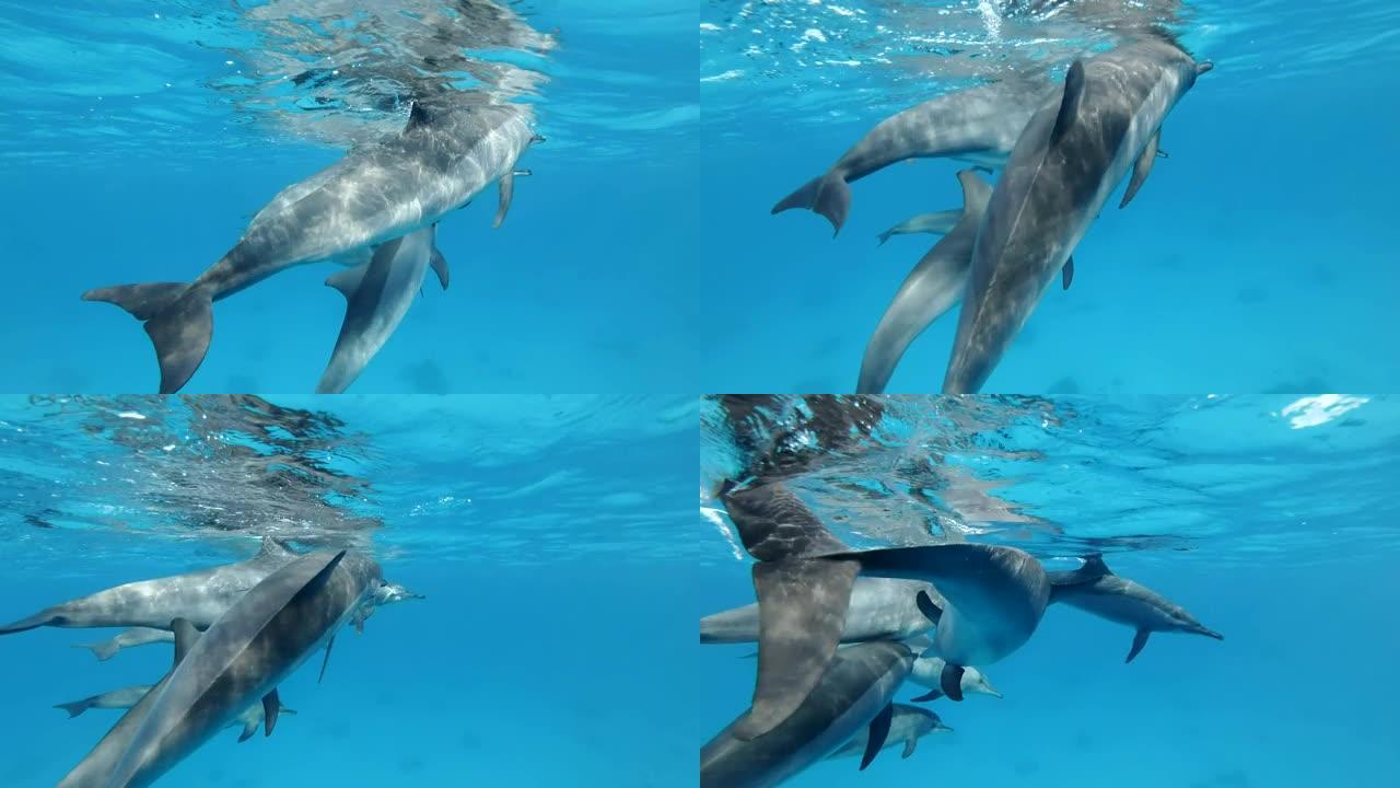 一群年轻的海豚在水下嬉戏。旋转海豚 (Stenella longirostris)，水下镜头，特写镜
