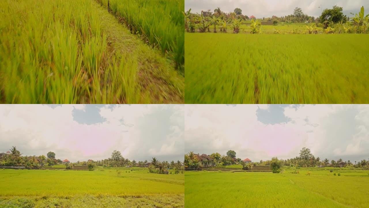 印度尼西亚巴厘岛稻田的鸟瞰图