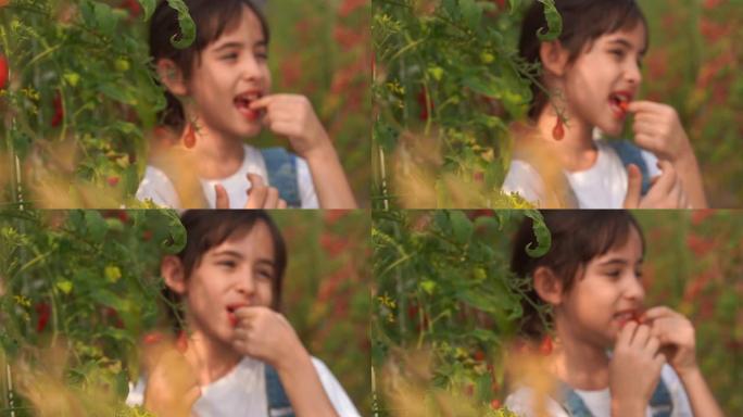 年轻女孩在oganic农场吃新鲜西红柿，转基因食品，生物食品，另类ifestyle概念