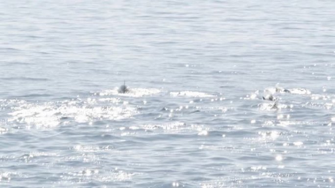 从船上看，南加州观鲸之旅期间，常见的海豚在开阔水域中吊舱。嬉戏地跳出太平洋，在海中飞溅并游泳。海洋野