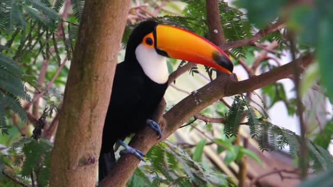 树上的Toco巨嘴鸟的特写肖像，来自美国的热带鸟类
