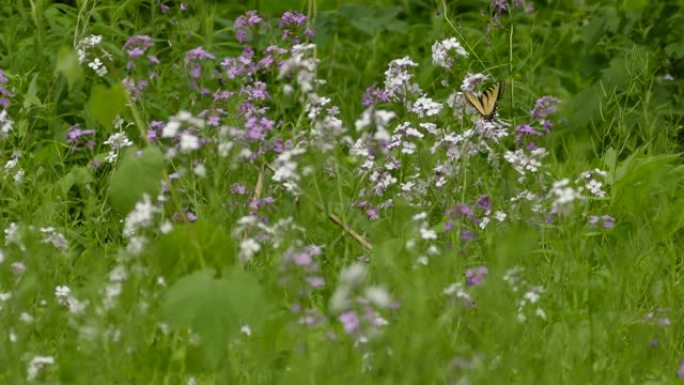 加拿大花田蝴蝶觅食的近距离和中等镜头