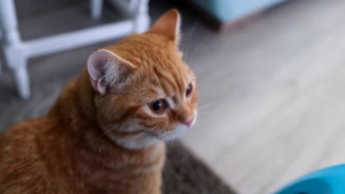 我的英国猫橘猫视频素材土猫