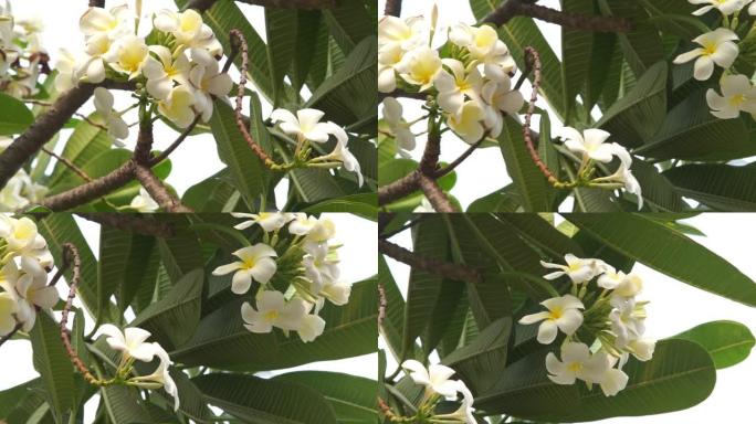 树上的鸡蛋花，白色背景