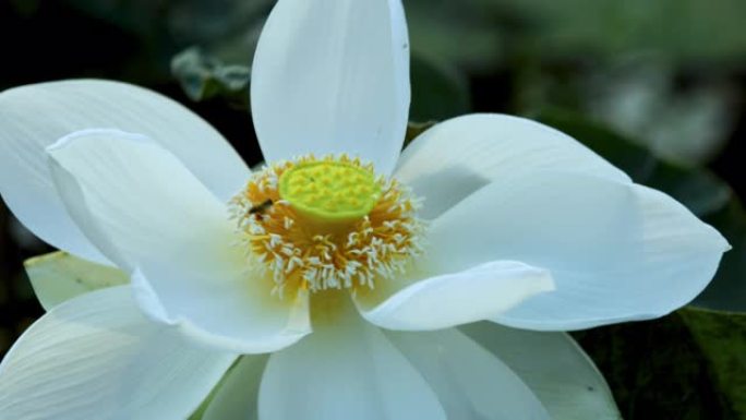 彩色白莲花中的蜜蜂特写