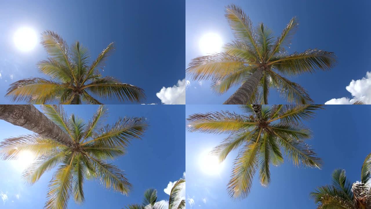在洪都拉斯罗阿坦海滩的棕榈树下行走