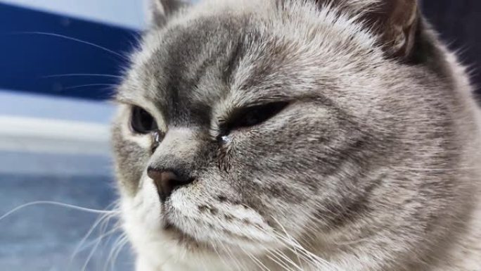 眼睛水汪汪的猫。灰色苏格兰直品种