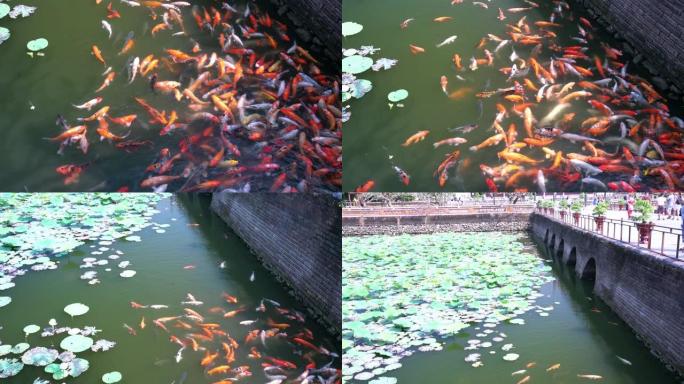 五颜六色的锦鲤在湖里游泳，吸引了游客在越南顺化的紫禁城观光