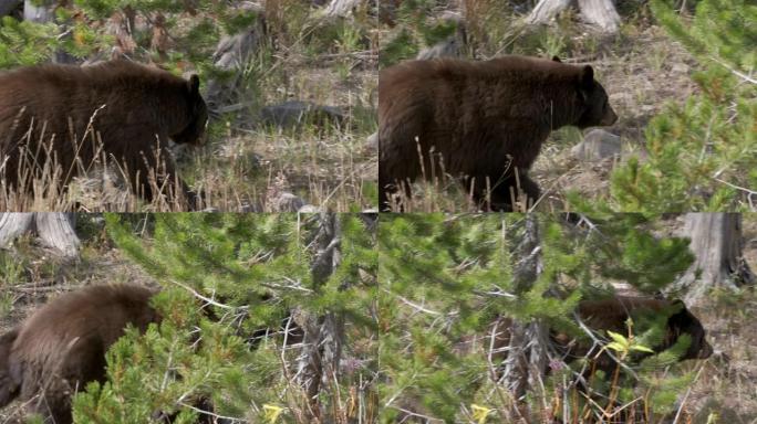 追踪黑熊在黄石公园行走的镜头
