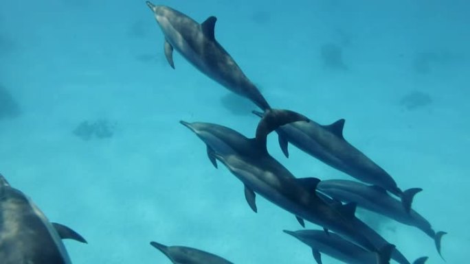 大批海豚在沙底的蓝色水中缓慢游泳。旋转海豚 (Stenella longirostris)，水下拍摄