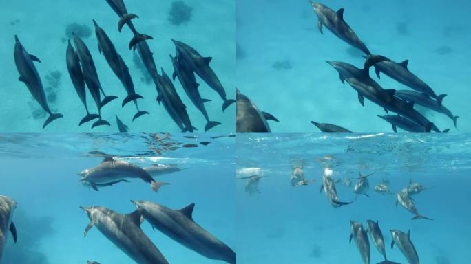 大批海豚在沙底的蓝色水中缓慢游泳。旋转海豚 (Stenella longirostris)，水下拍摄