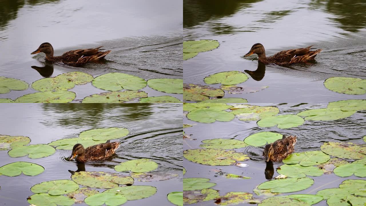 鸭子在池塘里游泳观察生态环境游泳鸭子