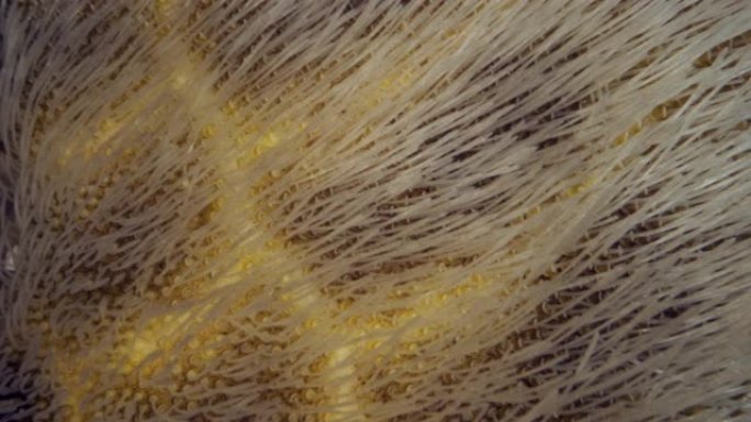 海马铃薯或普通心胆 (Echinocardium cordatum) 水下拍摄的极端特写镜头。地中海
