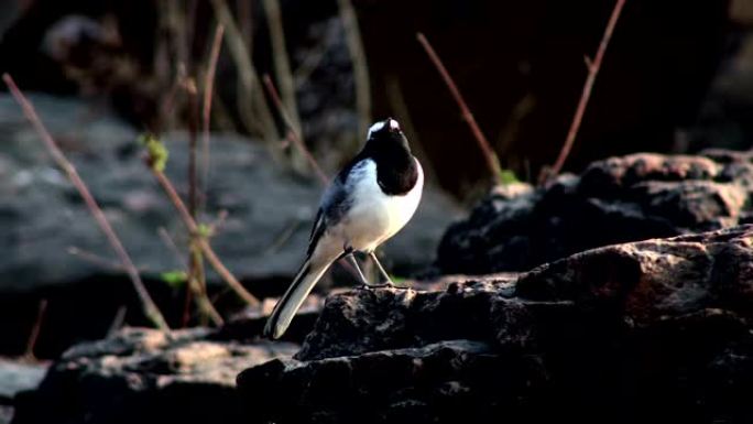 白眉wagtail