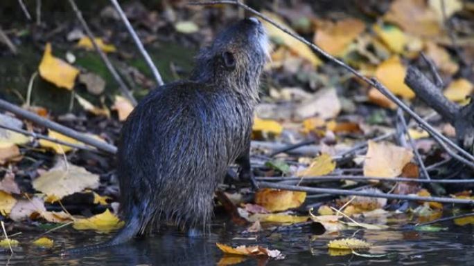 Coypu in its natural habitat