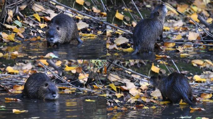 Coypu in its natural habitat