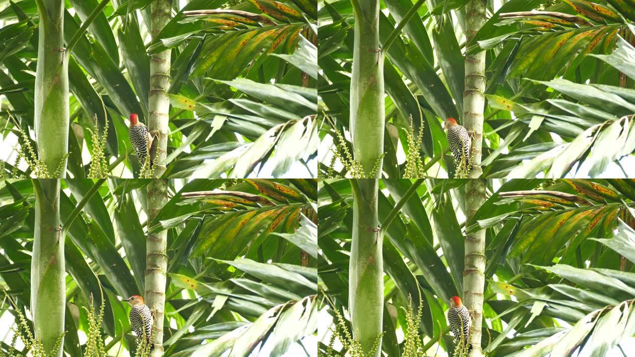 啄木鸟栖息在热带树上，微风环顾四周