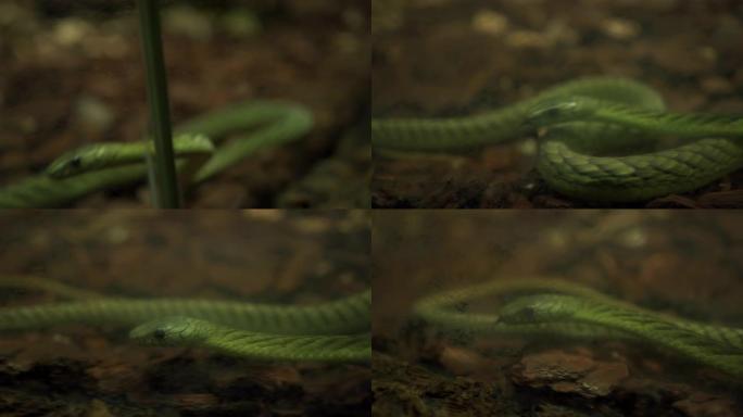 水族馆里的绿蛇软体动物