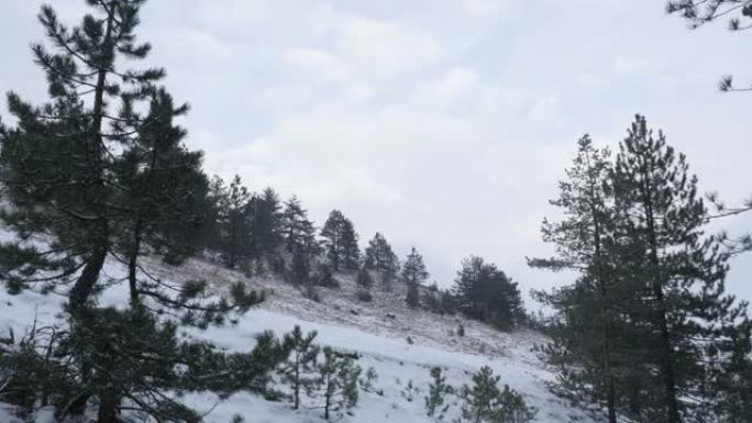 针叶树林和大自然中的第一场雪