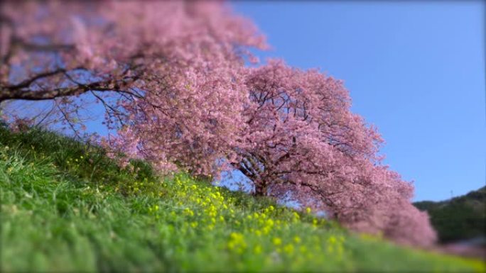 下加莫河岸上有卡诺拉花的河津樱花树